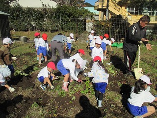 11月26日(水)　芋掘り1年生